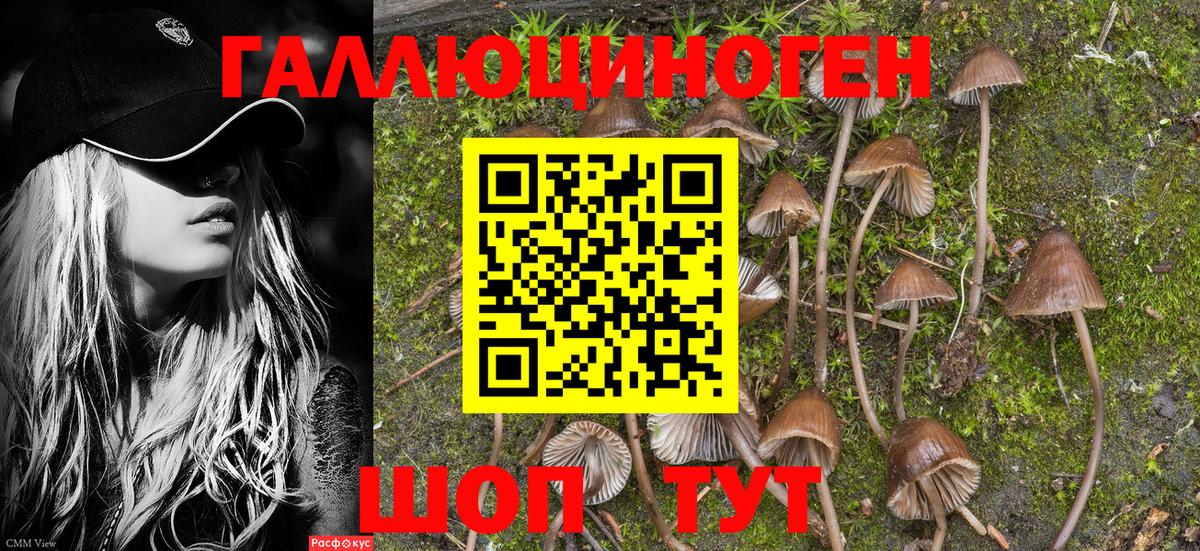 Псилоцибиновые грибы Cubensis Урус-Мартан